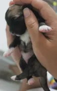 Simba