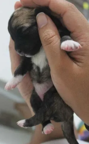 Cachorro raça Vira Lata idade 2 a 6 meses nome Simba