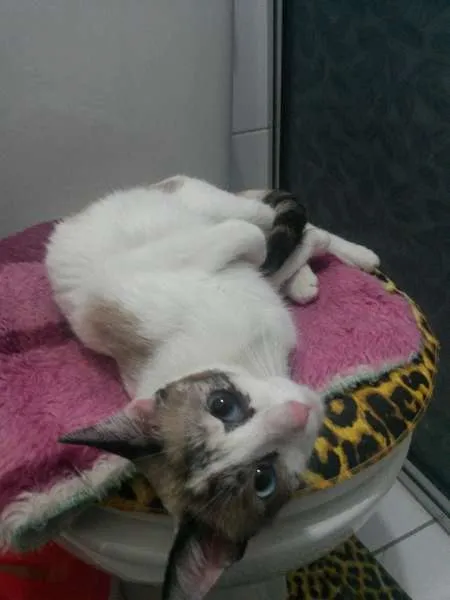 Gato ra a SRD idade 2 a 6 meses nome sem nome