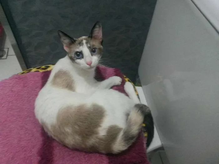 Gato ra a SRD idade 2 a 6 meses nome sem nome