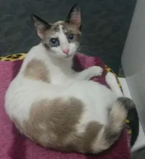 Gato raça SRD idade 2 a 6 meses nome sem nome
