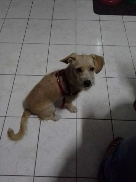 Cachorro ra a não definida idade 1 ano nome Mel