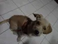 Mel