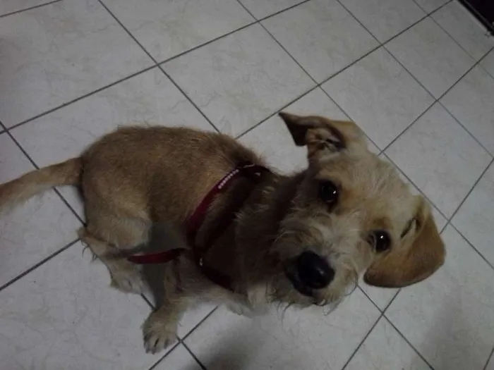 Cachorro ra a não definida idade 1 ano nome Mel
