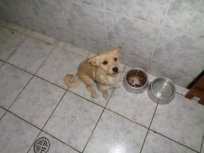 Cachorro ra a não definida idade 1 ano nome Mel