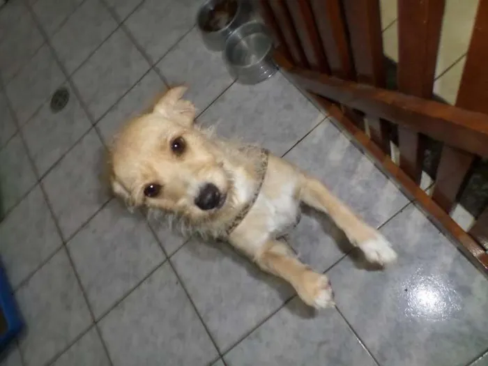 Cachorro ra a não definida idade 1 ano nome Mel