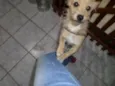 Mel