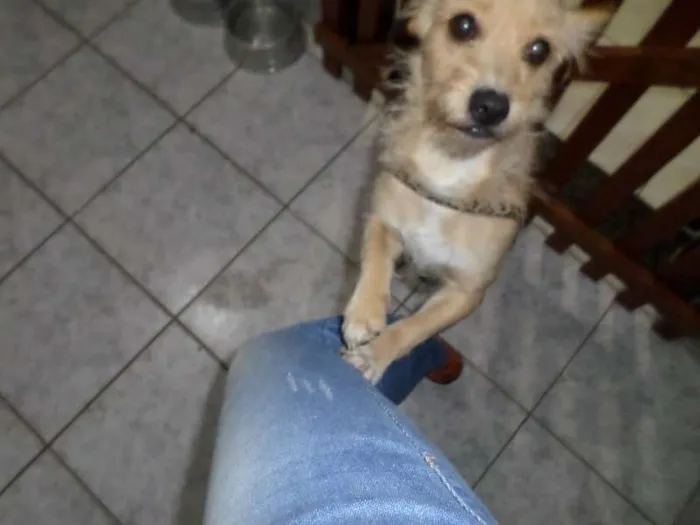 Cachorro ra a não definida idade 1 ano nome Mel