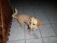 Mel