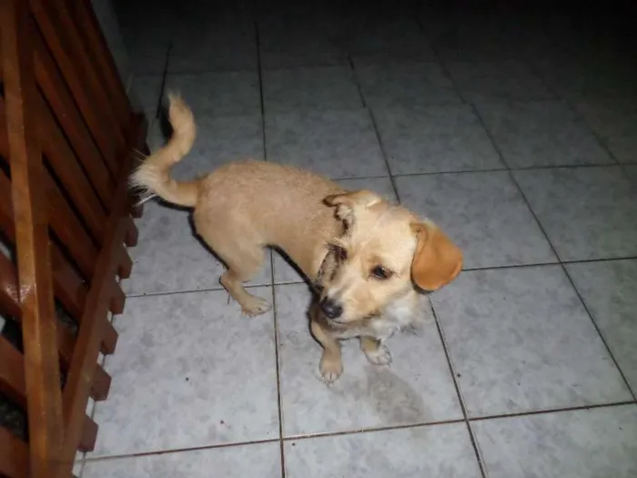 Cachorro ra a não definida idade 1 ano nome Mel