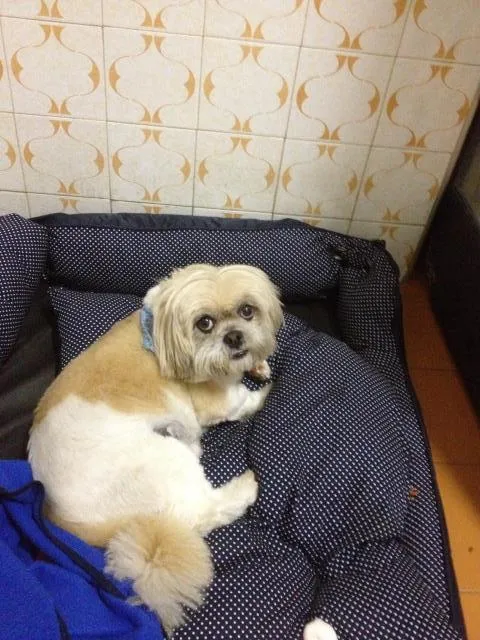 Cachorro ra a Lhasa Apso idade 6 ou mais anos nome Hoppy e Vida