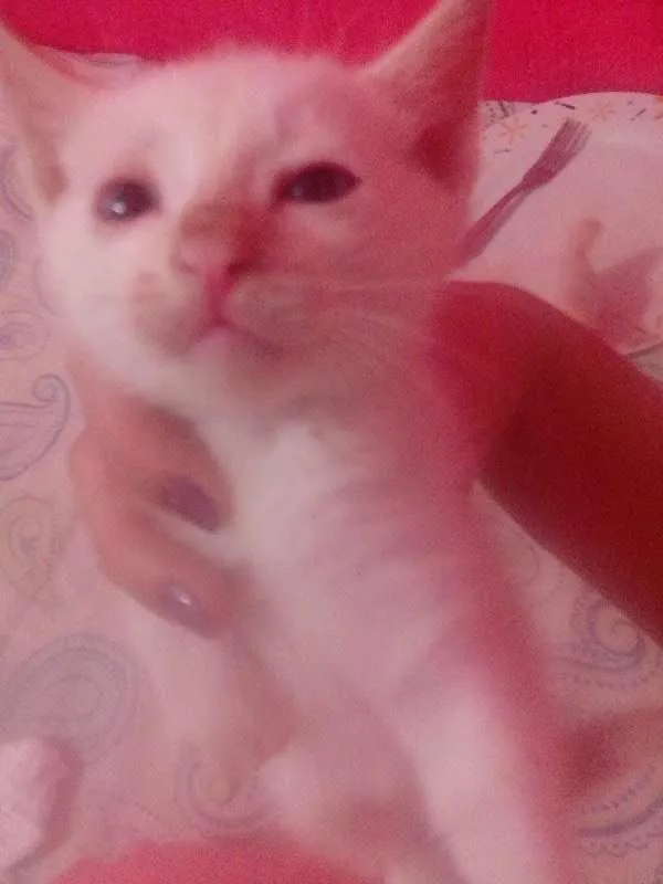 Gato ra a SRD idade Abaixo de 2 meses nome 1