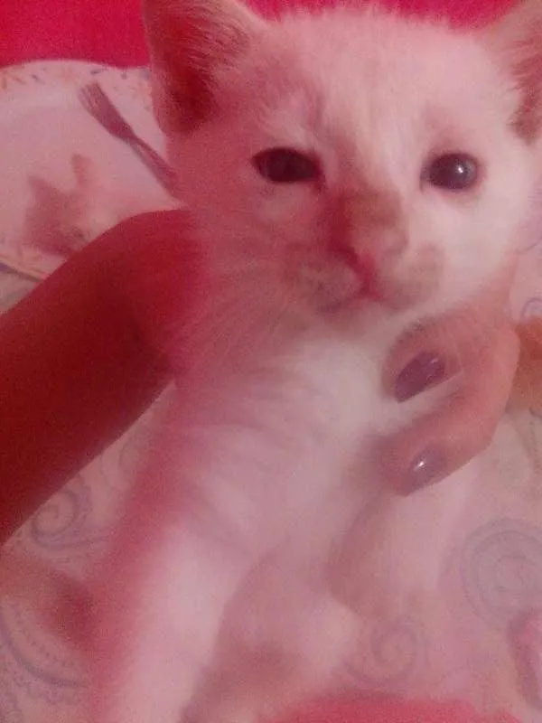 Gato ra a SRD idade Abaixo de 2 meses nome 1