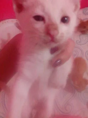 Gato raça SRD idade Abaixo de 2 meses nome 1