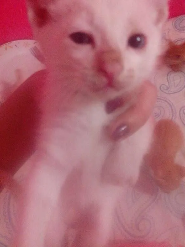 Gato ra a SRD idade Abaixo de 2 meses nome 1