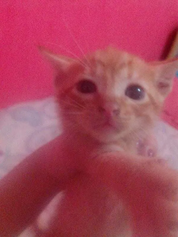 Gato ra a SRD idade Abaixo de 2 meses nome 2