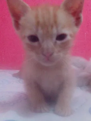 Gato raça SRD idade Abaixo de 2 meses nome 3