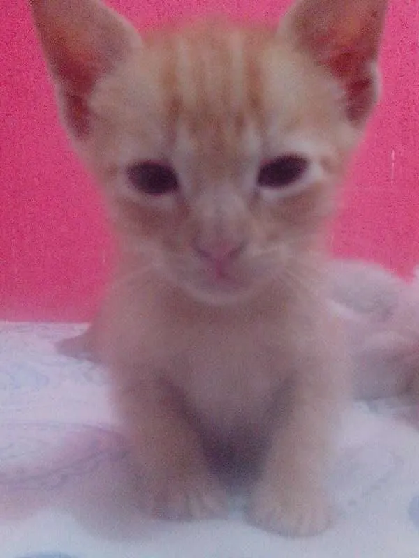 Gato ra a SRD idade Abaixo de 2 meses nome 3