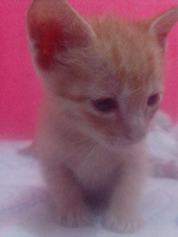 Gato ra a SRD idade Abaixo de 2 meses nome 3