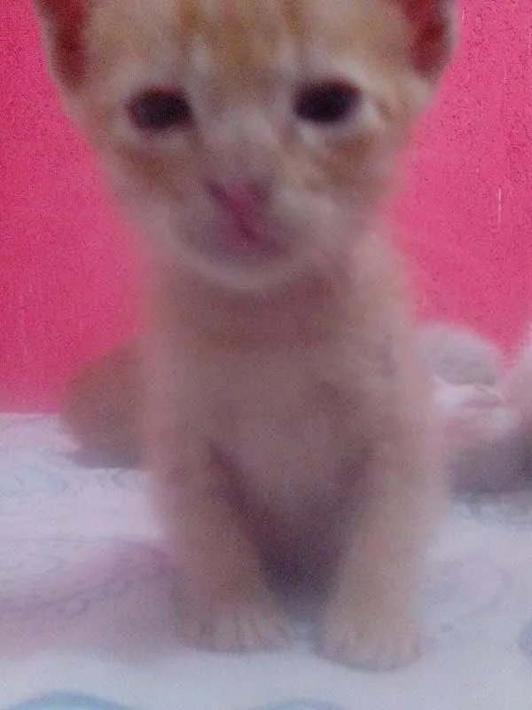 Gato ra a SRD idade Abaixo de 2 meses nome 3