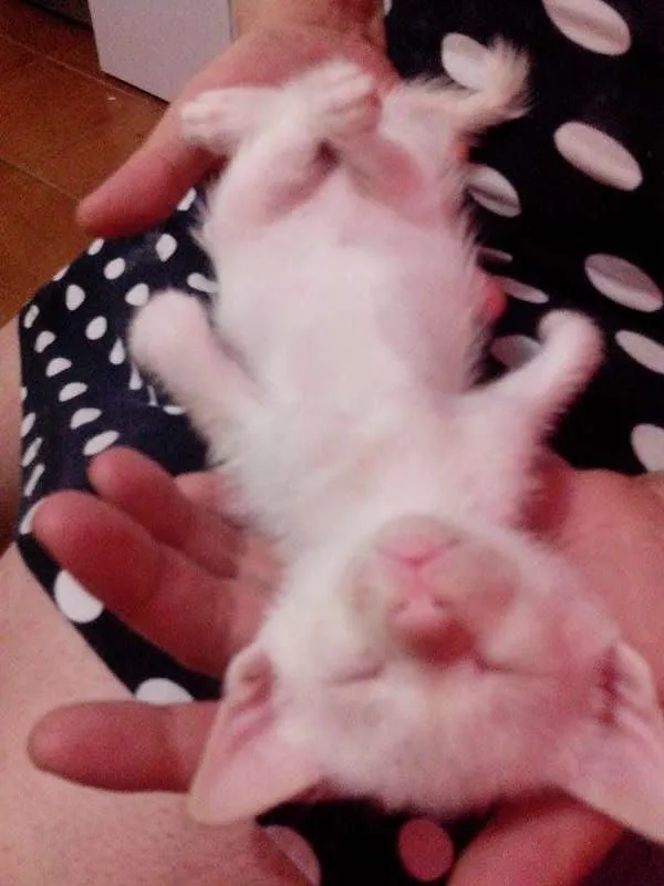 Gato ra a SRD idade Abaixo de 2 meses nome 4