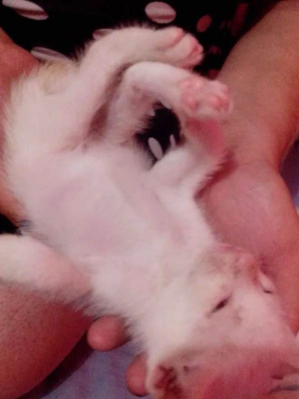 Gato ra a SRD idade Abaixo de 2 meses nome 4