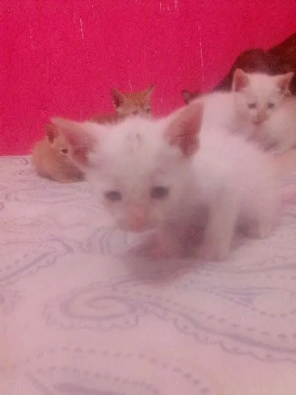 Gato ra a SRD idade Abaixo de 2 meses nome 4