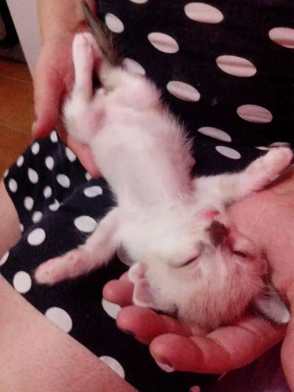Gato ra a SRD idade Abaixo de 2 meses nome 5