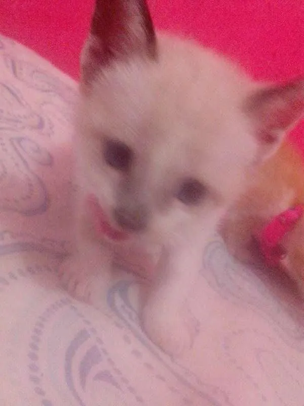 Gato ra a SRD idade Abaixo de 2 meses nome 5