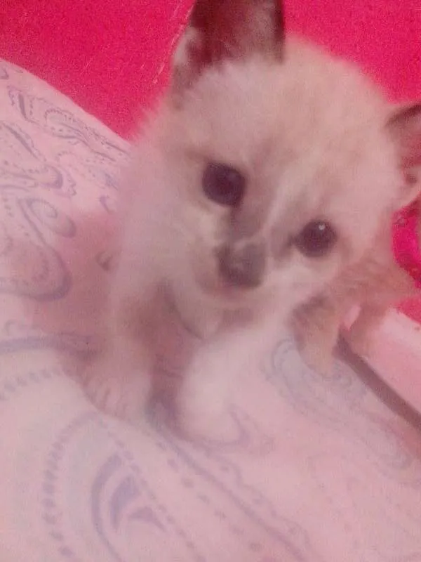 Gato ra a SRD idade Abaixo de 2 meses nome 5