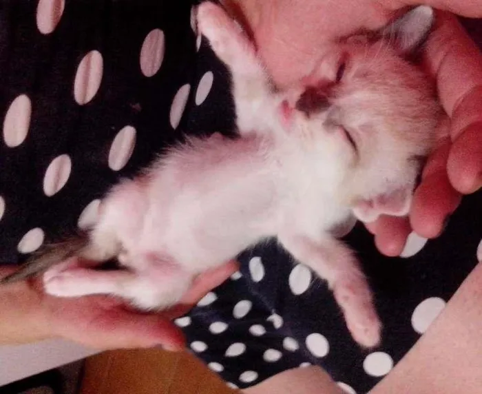 Gato ra a SRD idade Abaixo de 2 meses nome 5