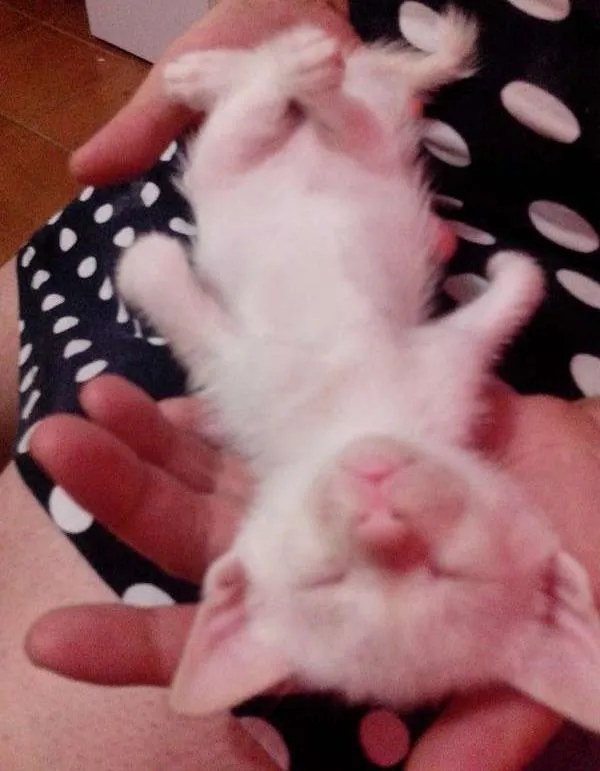 Gato ra a SRD idade Abaixo de 2 meses nome 4