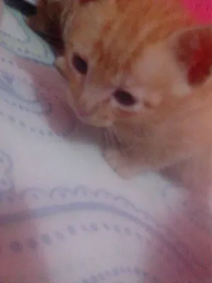Gato raça SRD idade Abaixo de 2 meses nome 2