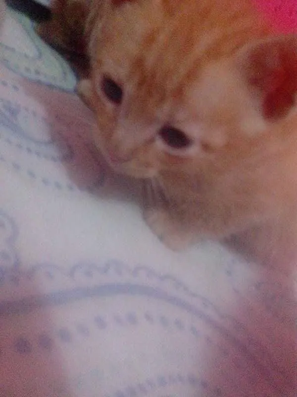 Gato ra a SRD idade Abaixo de 2 meses nome 2