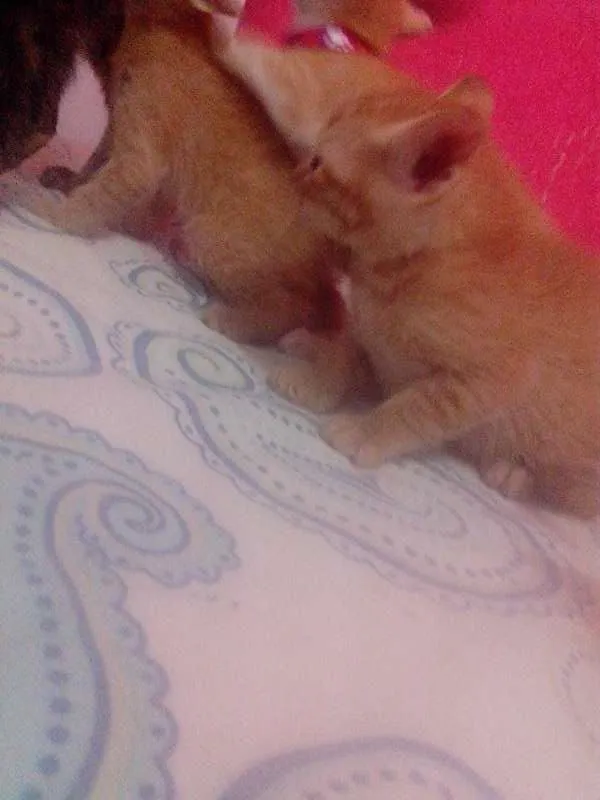 Gato ra a SRD idade Abaixo de 2 meses nome 2