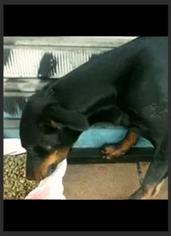 Cachorro ra a Pinscher idade 1 ano nome Neguinha