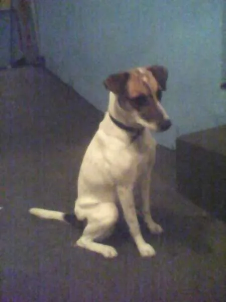 Cachorro ra a SRD idade 6 ou mais anos nome Pitty