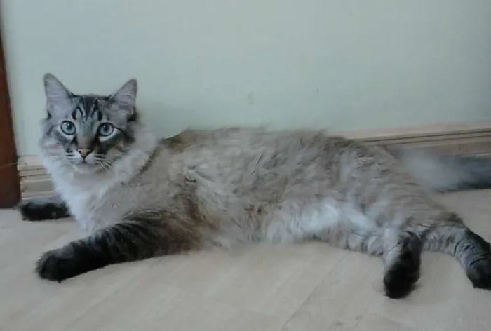 Gato ra a SRD idade 4 anos nome Cappuccino