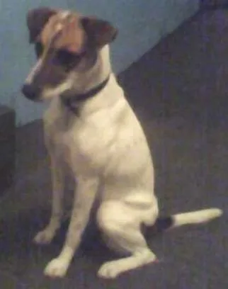 Cachorro ra a SRD idade 6 ou mais anos nome Pitty