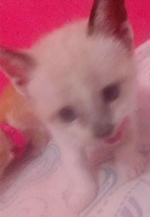 Gato ra a SRD idade Abaixo de 2 meses nome 5