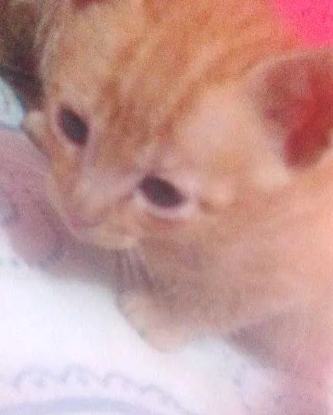 Gato ra a SRD idade Abaixo de 2 meses nome 2