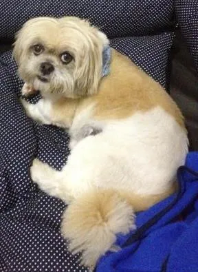 Cachorro ra a Lhasa Apso idade 6 ou mais anos nome Hoppy e Vida