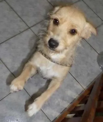 Cachorro ra a não definida idade 1 ano nome Mel
