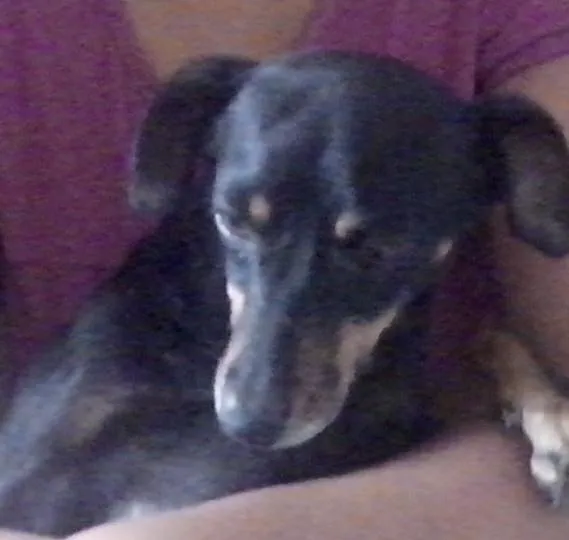 Cachorro ra a salsixa idade 1 ano nome pretinha