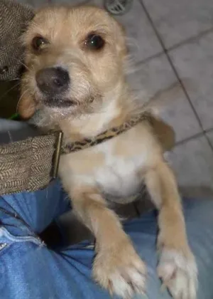 Cachorro raça não definida idade 1 ano nome Mel
