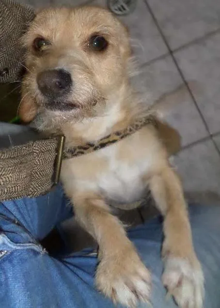 Cachorro ra a não definida idade 1 ano nome Mel