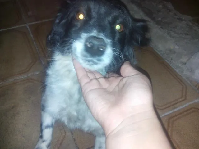 Cachorro ra a pudou idade 3 anos nome bia