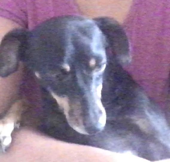 Cachorro ra a salsixa idade 1 ano nome pretinha