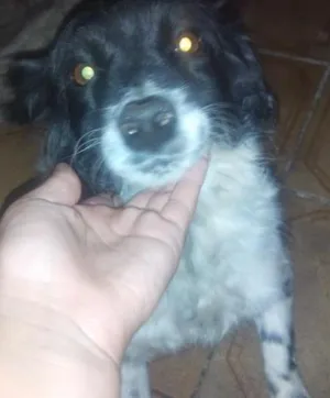 Cachorro raça pudou idade 3 anos nome bia
