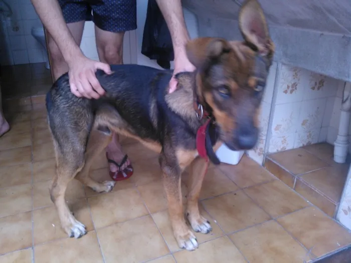 Cachorro ra a  idade 1 ano nome Toddy